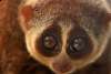 kleinepause.4mal.de-slow-loris-niedliches-tierchen-01.jpg