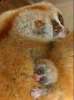 kleinepause.4mal.de-slow-loris-niedliches-tierchen-02.jpg