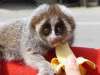 kleinepause.4mal.de-slow-loris-niedliches-tierchen-03.jpg