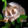 kleinepause.4mal.de-slow-loris-niedliches-tierchen-04.jpg