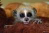 kleinepause.4mal.de-slow-loris-niedliches-tierchen-05.jpg