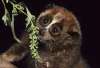 kleinepause.4mal.de-slow-loris-niedliches-tierchen-06.jpg