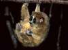 kleinepause.4mal.de-slow-loris-niedliches-tierchen-07.jpg