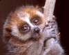 kleinepause.4mal.de-slow-loris-niedliches-tierchen-09.jpg