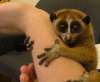 kleinepause.4mal.de-slow-loris-niedliches-tierchen-11.jpg