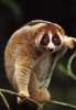 kleinepause.4mal.de-slow-loris-niedliches-tierchen-12.jpg