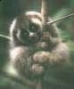 kleinepause.4mal.de-slow-loris-niedliches-tierchen-13.jpg