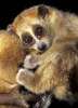 kleinepause.4mal.de-slow-loris-niedliches-tierchen-16.jpg