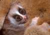 kleinepause.4mal.de-slow-loris-niedliches-tierchen-17.jpg