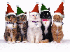 kleinepause.4mal.de-weihnachts-katzen-11.gif